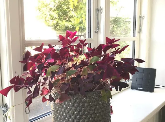 Thuroe Bed and Breakfast Svendborg